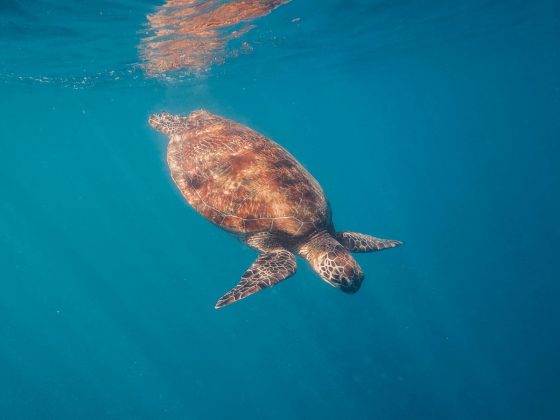 Seiko Prospex выпускает Diver's Australasian Limited Edition