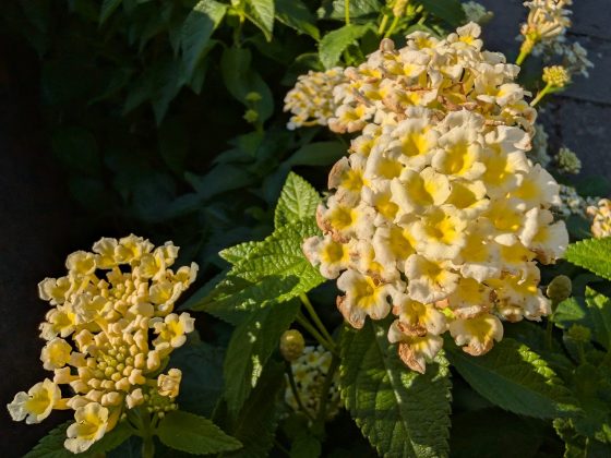 Google Pixel 10 Pro Fold