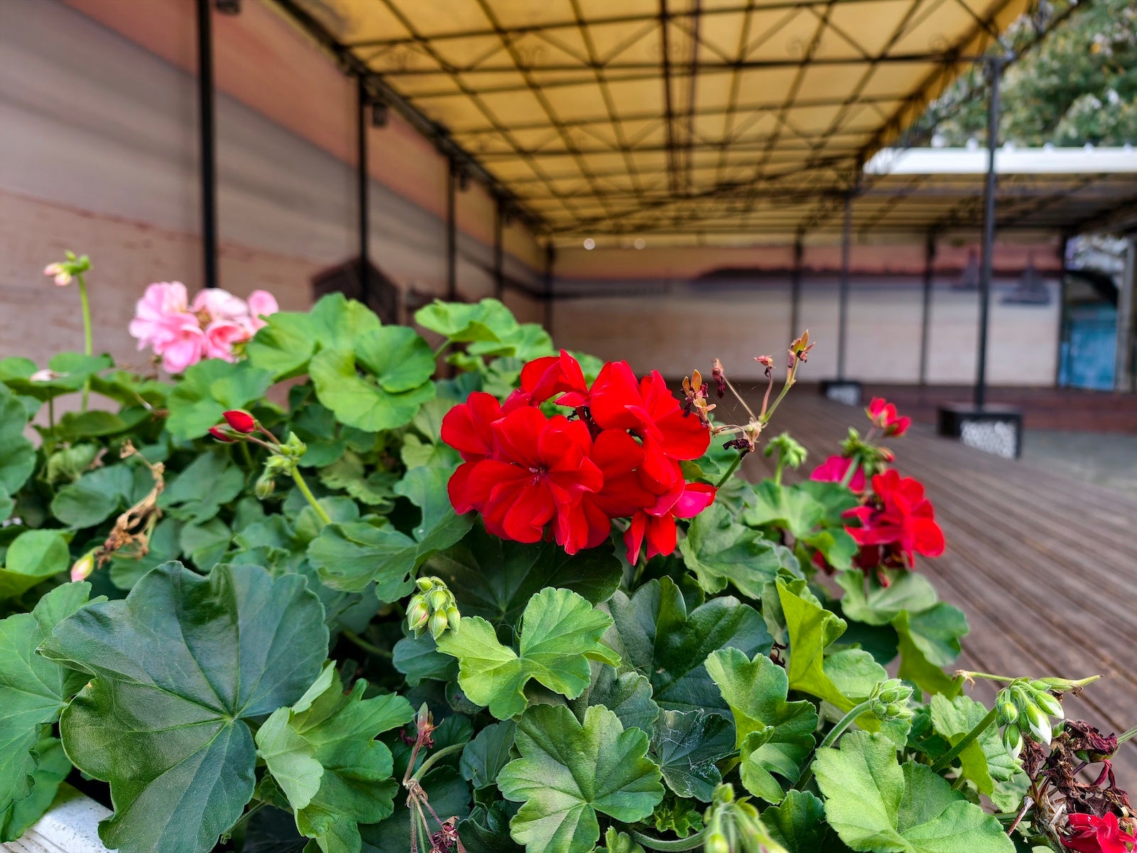 Vivo X300 Pro против Galaxy S25 Ultra: битва камер картинка Vivo X300 Pro против Galaxy S25 Ultra