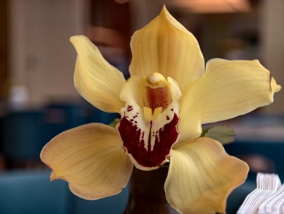 Vivo X300 Pro: флагман для настоящих фотографов