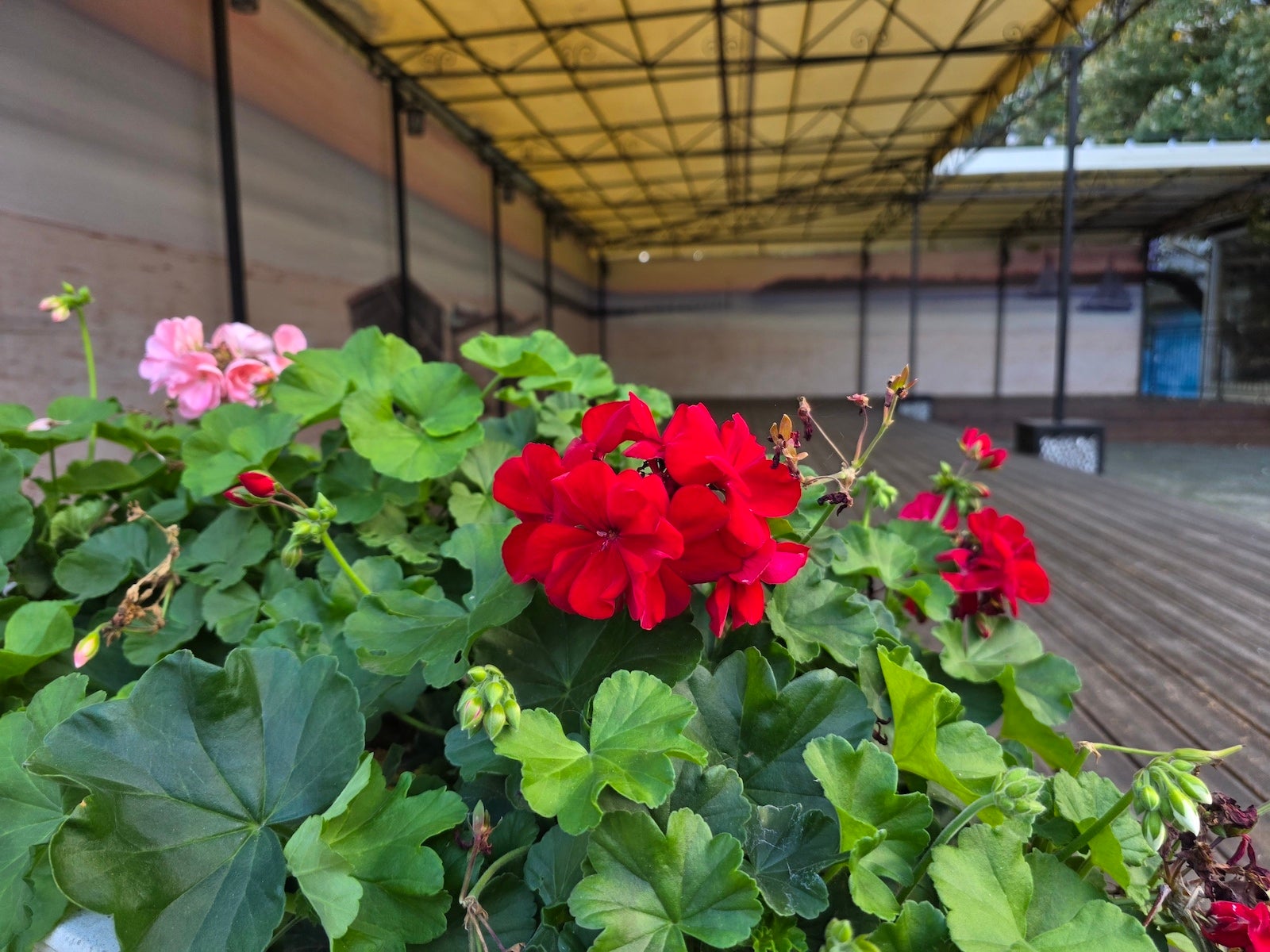 Vivo X300 Pro против Galaxy S25 Ultra: битва камер картинка Vivo X300 Pro против Galaxy S25 Ultra