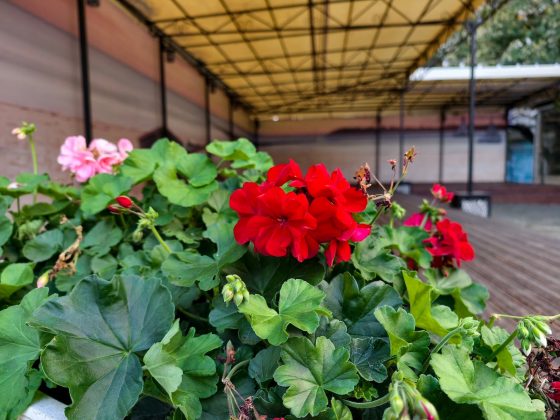 iPhone 17 Pro Max против Vivo X300 Pro: чьи камеры лучше?