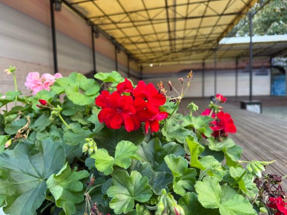 iPhone 17 Pro Max против Vivo X300 Pro: чьи камеры лучше?