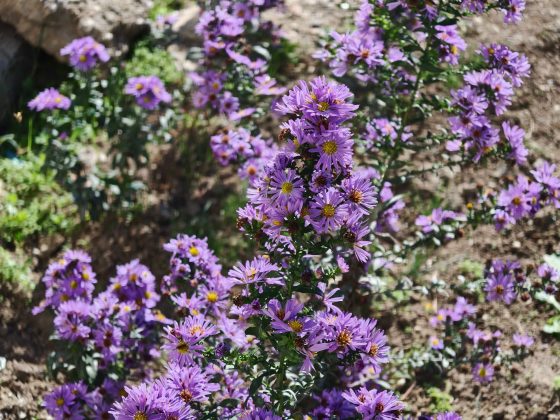 Обзор Oppo Find X9 Pro: самый необычный флагман — во всех смыслах