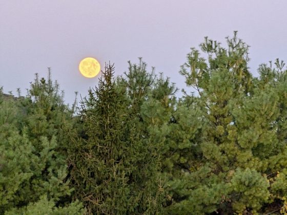 Google Pixel 10 Pro Fold