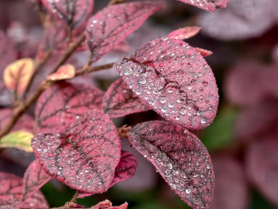 Обзор Vivo X300 Pro: флагман в области камер