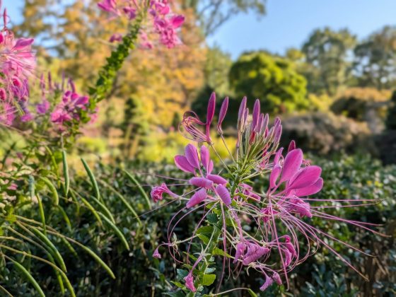 Google Pixel 10 Pro Fold