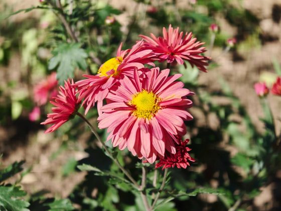 Обзор Oppo Find X9 Pro: самый необычный флагман — во всех смыслах