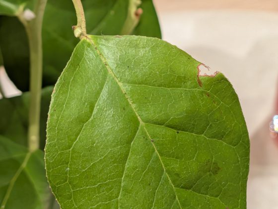 Google Pixel 10 Pro Fold