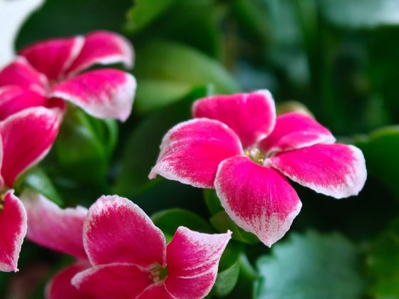 Обзор Oppo Find X9 Pro: самый необычный флагман — во всех смыслах