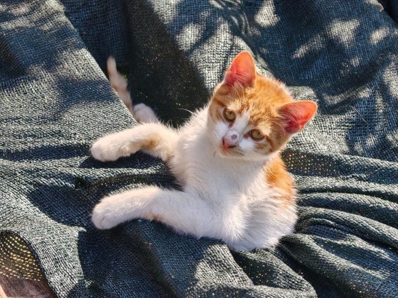 Обзор Oppo Find X9 Pro: самый необычный флагман — во всех смыслах