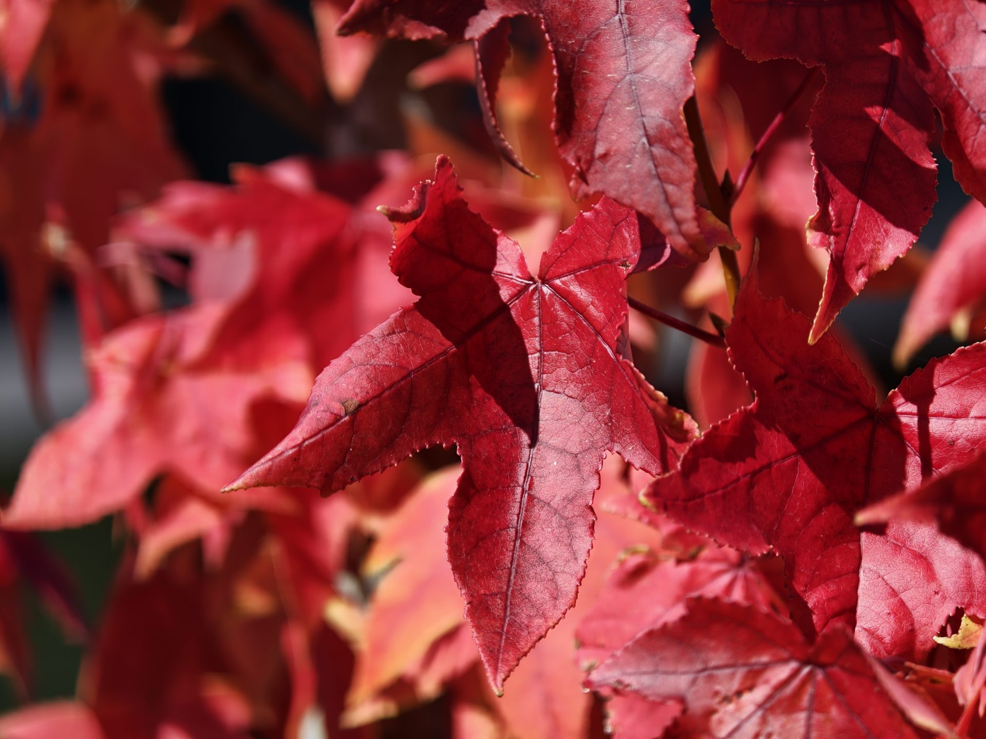 Обзор Oppo Find X9 Pro: камерофон высокого класса картинка Oppo Find X9 Pro