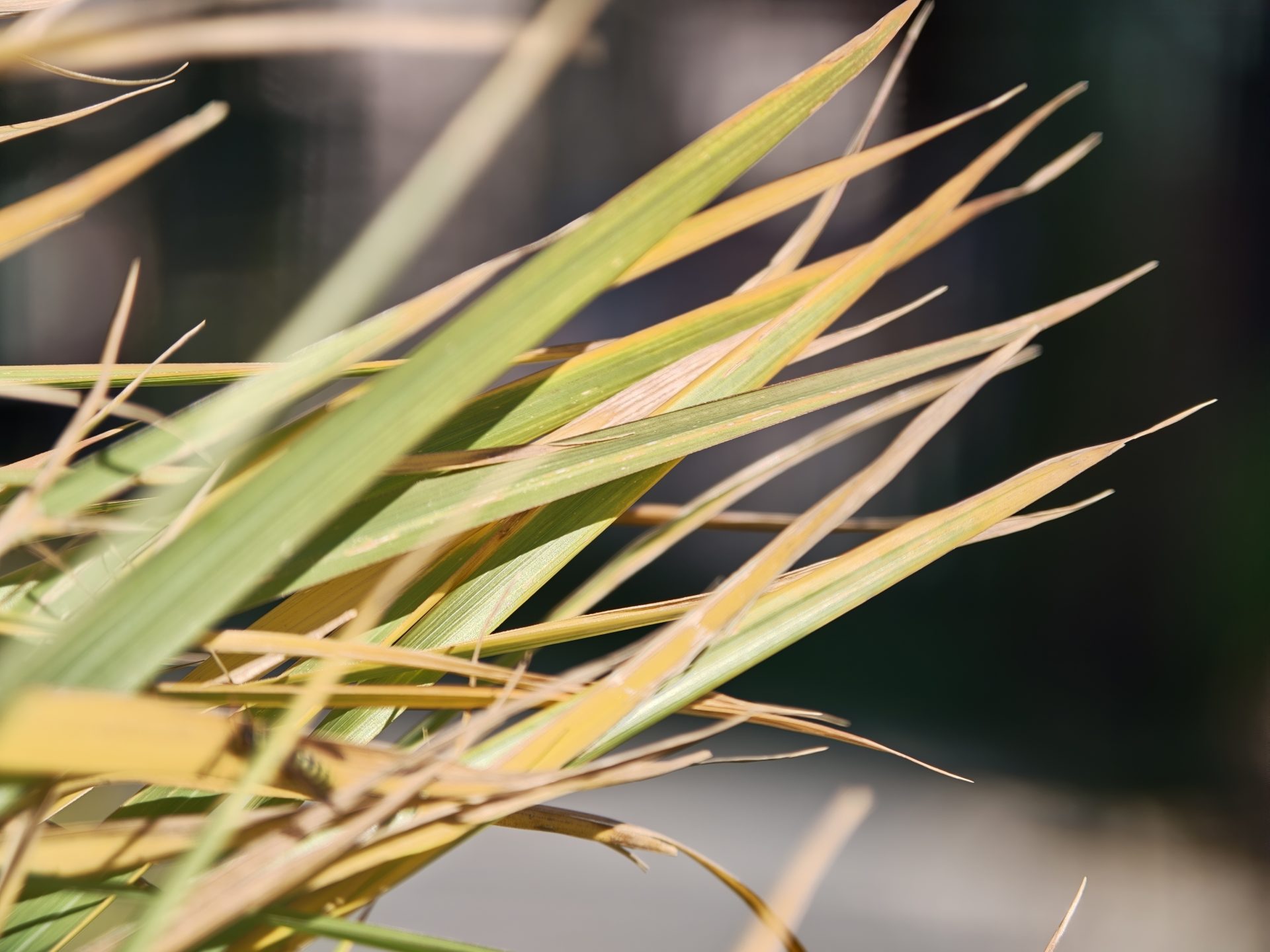 Обзор Oppo Find X9 Pro: камерофон высокого класса картинка Oppo Find X9 Pro