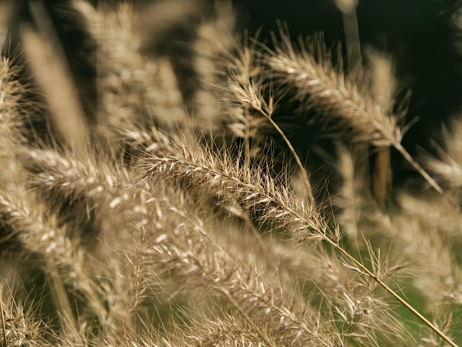 Обзор Oppo Find X9 Pro: камерофон высокого класса картинка Обзор Oppo Find X9 Pro: камерофон высокого класса фото