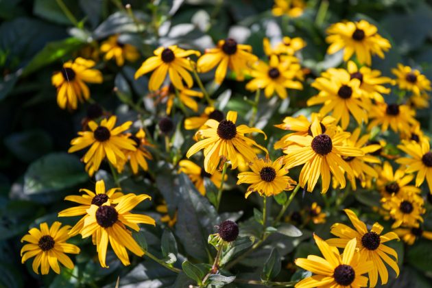 Nikon Z 24-70mm f/2.8 S II