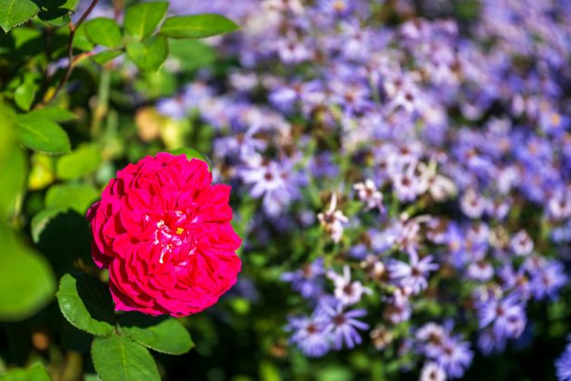 Nikon Z 24-70mm f/2.8 S II