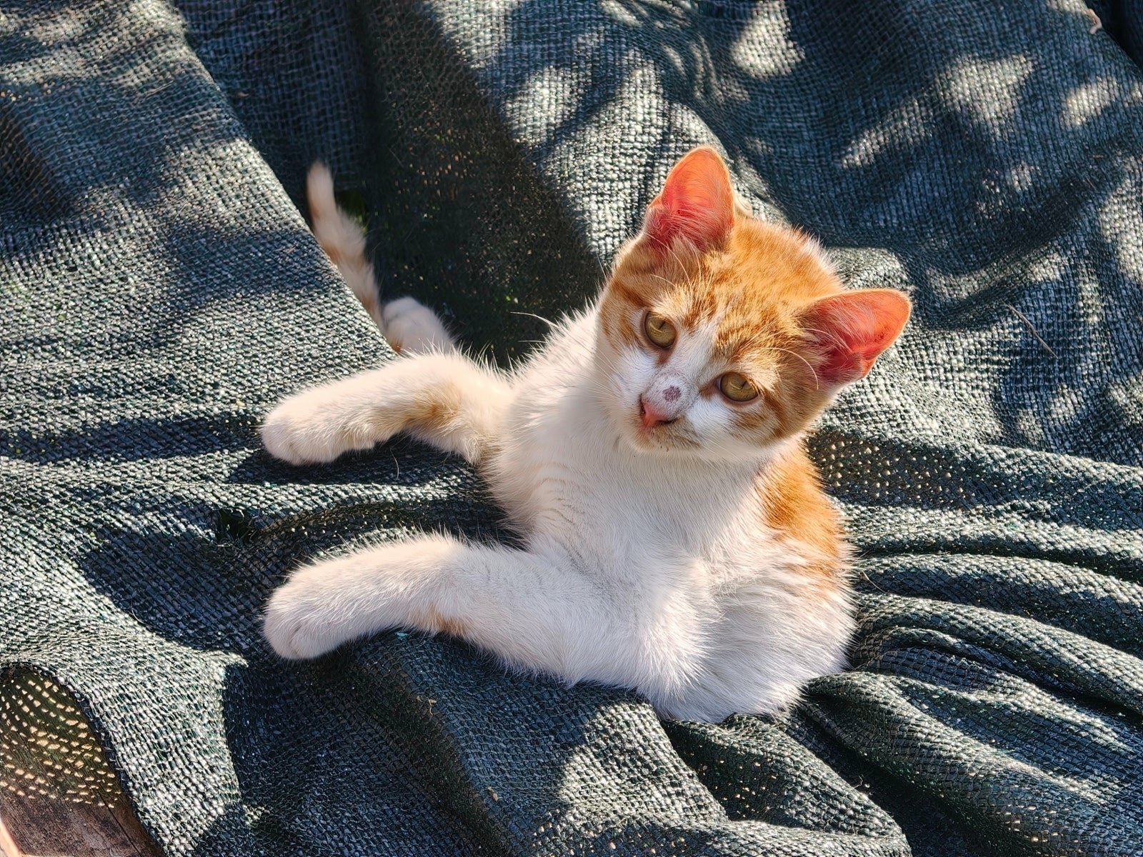 Сравнение камер Oppo Find X9 Pro и Galaxy S25 Ultra: чьи фотографии лучше? картинка Сравнение камер Oppo Find X9 Pro и Galaxy S25 Ultra: чья лучше?