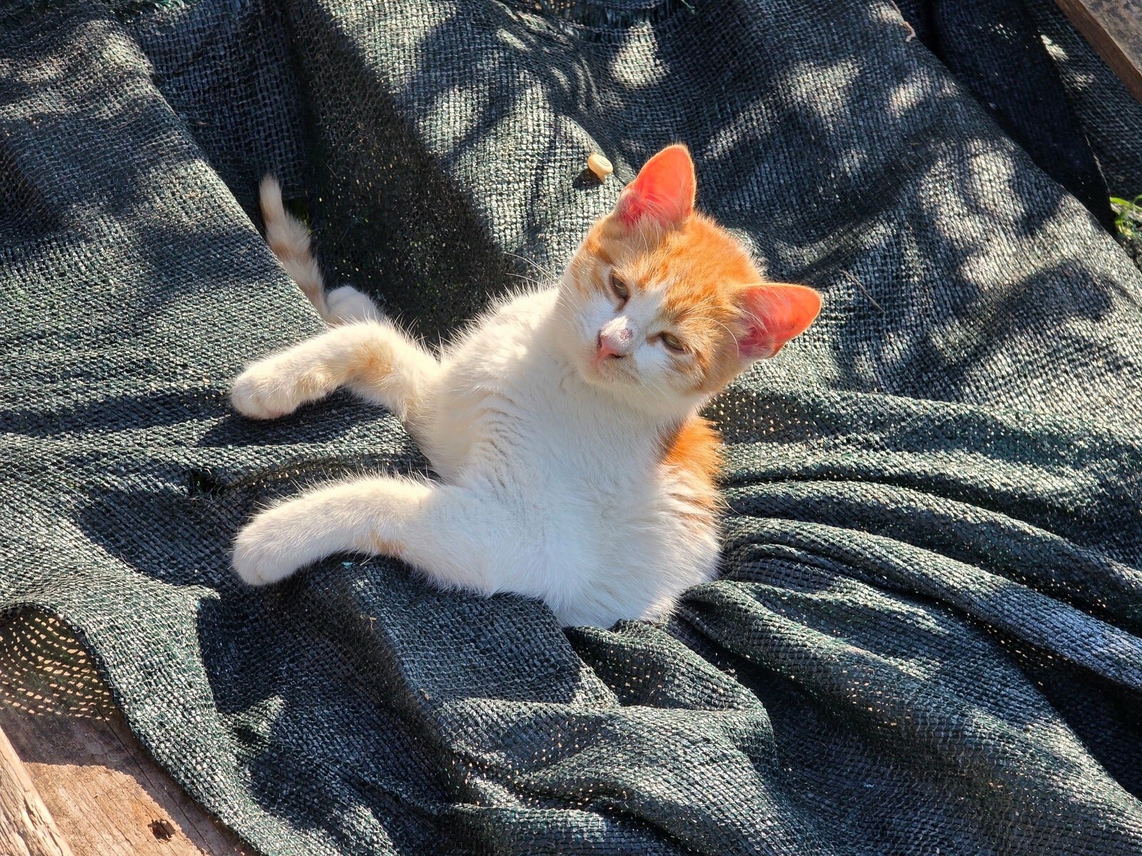 Сравнение камер Oppo Find X9 Pro и Galaxy S25 Ultra: чьи фотографии лучше? картинка Сравнение камер Oppo Find X9 Pro и Galaxy S25 Ultra: чья лучше?