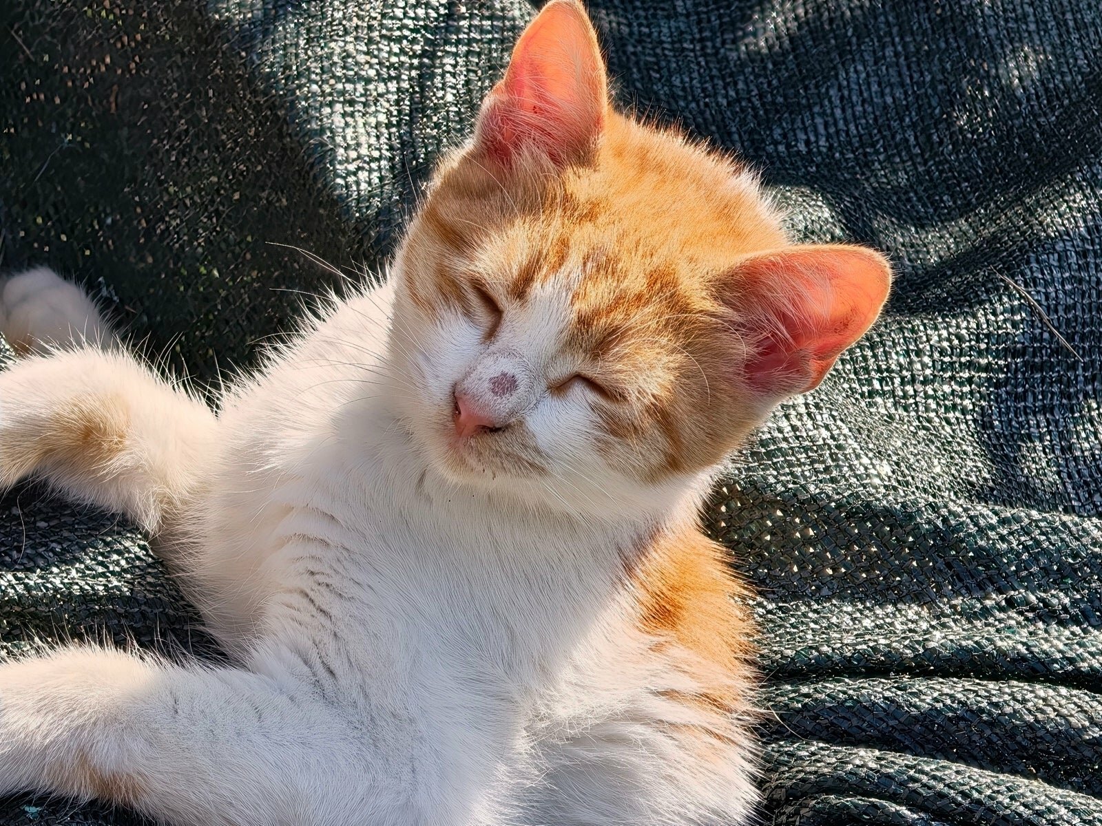 Сравнение камер Oppo Find X9 Pro и Galaxy S25 Ultra: чьи фотографии лучше? картинка Сравнение камер Oppo Find X9 Pro и Galaxy S25 Ultra: чья лучше?