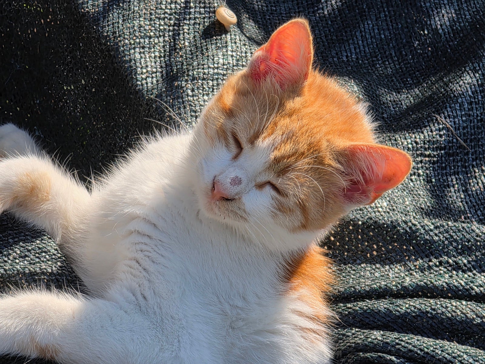 Сравнение камер Oppo Find X9 Pro и Galaxy S25 Ultra: чьи фотографии лучше? картинка Сравнение камер Oppo Find X9 Pro и Galaxy S25 Ultra: чья лучше?