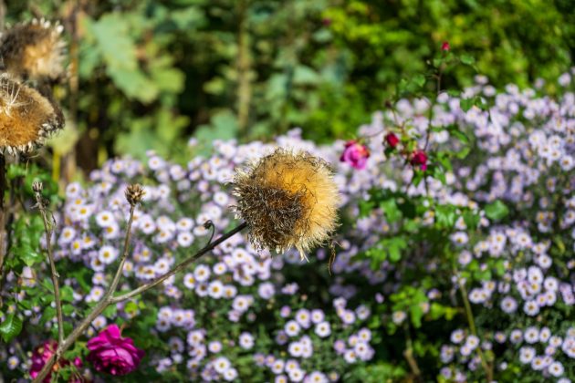 Nikon Z 24-70mm f/2.8 S II