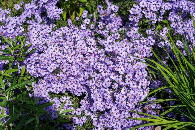 Nikon Z 24-70mm f/2.8 S II