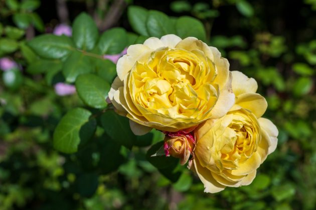 Nikon Z 24-70mm f/2.8 S II