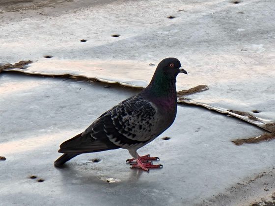 Обзор Oppo Find X9 Pro: самый необычный флагман — во всех смыслах