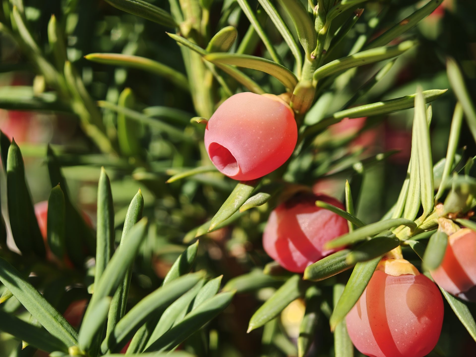 Обзор Oppo Find X9 Pro: камерофон высокого класса картинка Oppo Find X9 Pro