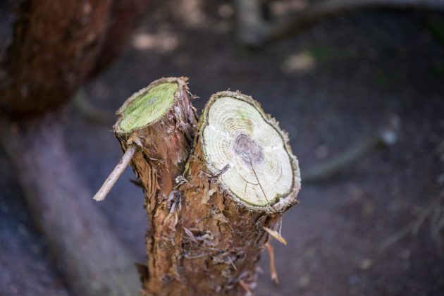 Nikon Z 24-70mm f/2.8 S II