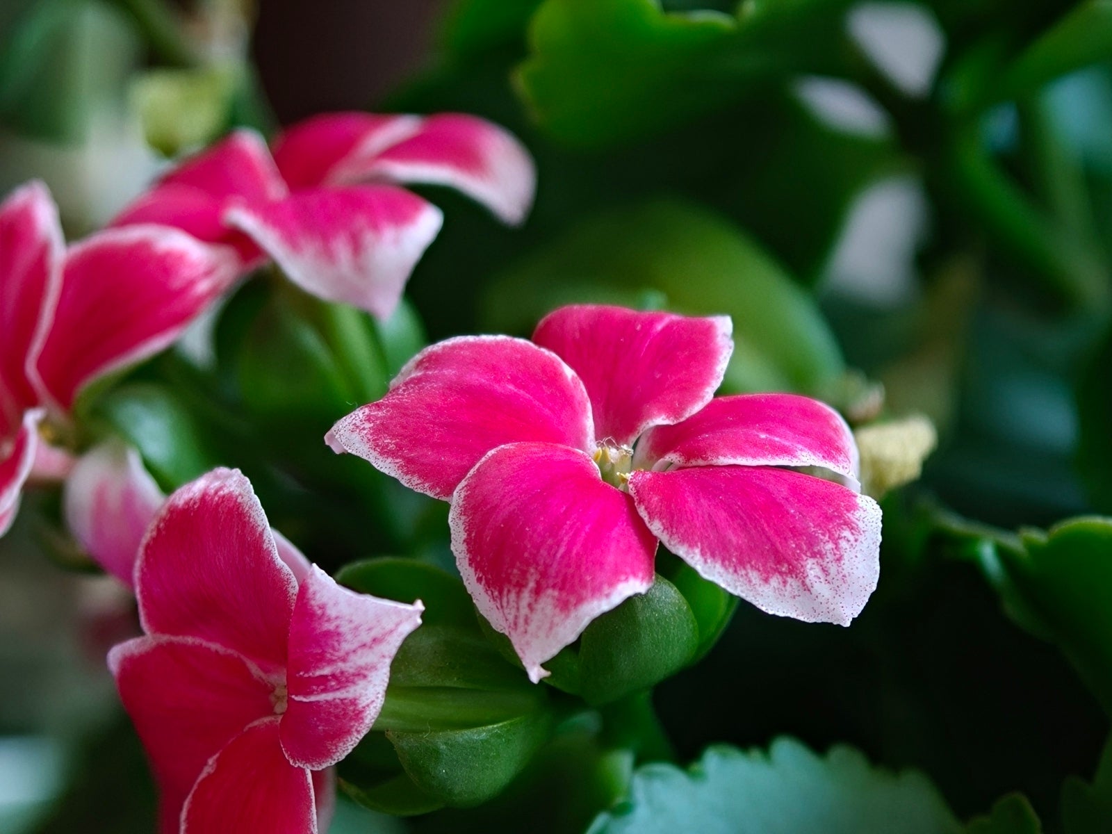 Сравнение камер Oppo Find X9 Pro и Galaxy S25 Ultra: чьи фотографии лучше? картинка Сравнение камер Oppo Find X9 Pro и Galaxy S25 Ultra: чья лучше?