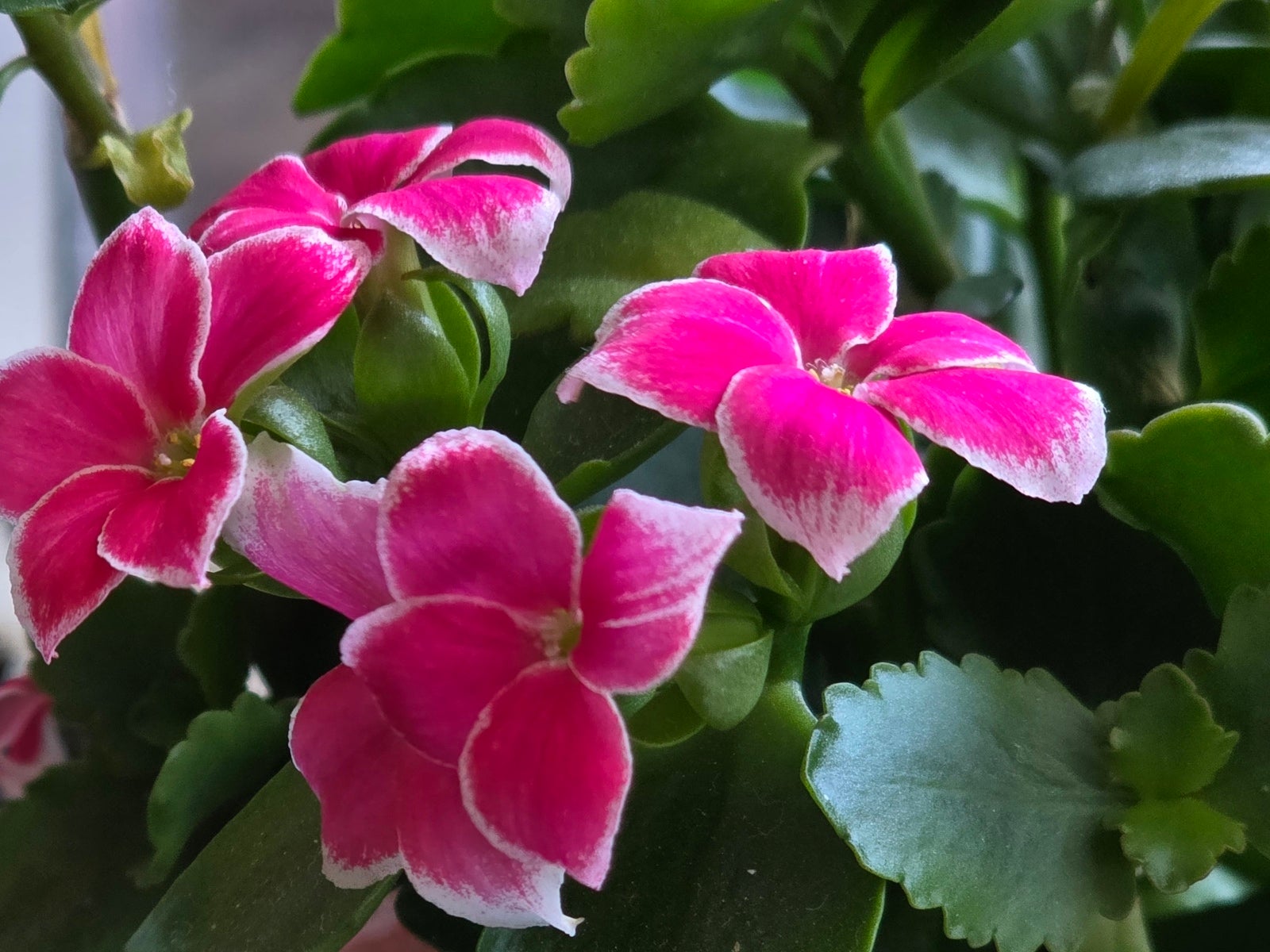 Сравнение камер Oppo Find X9 Pro и Galaxy S25 Ultra: чьи фотографии лучше? картинка Сравнение камер Oppo Find X9 Pro и Galaxy S25 Ultra: чья лучше?