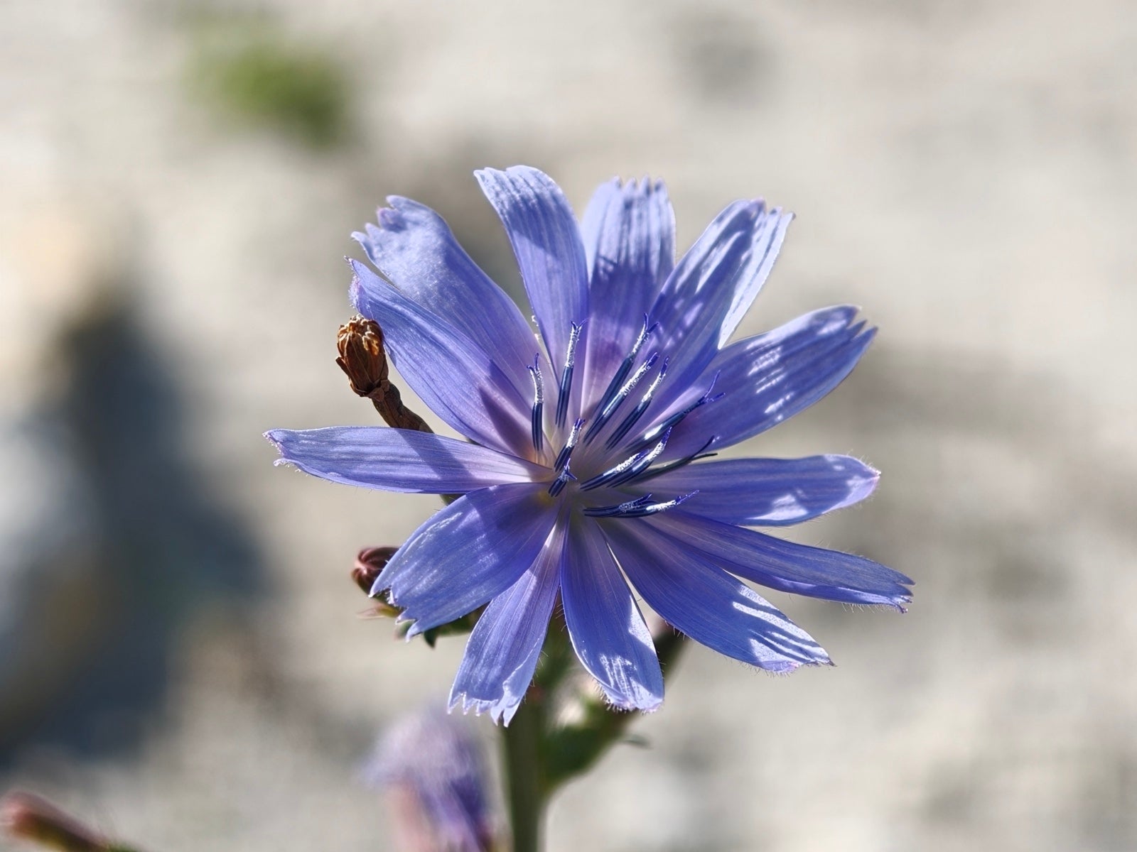 Сравнение камер Oppo Find X9 Pro и Galaxy S25 Ultra: чьи фотографии лучше? картинка Сравнение камер Oppo Find X9 Pro и Galaxy S25 Ultra: чья лучше?