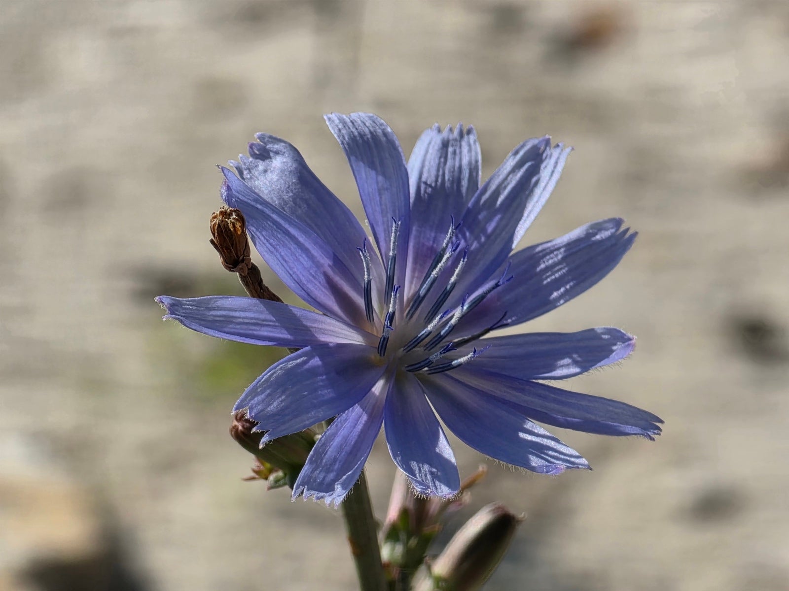 Сравнение камер Oppo Find X9 Pro и Galaxy S25 Ultra: чьи фотографии лучше? картинка Сравнение камер Oppo Find X9 Pro и Galaxy S25 Ultra: чья лучше?