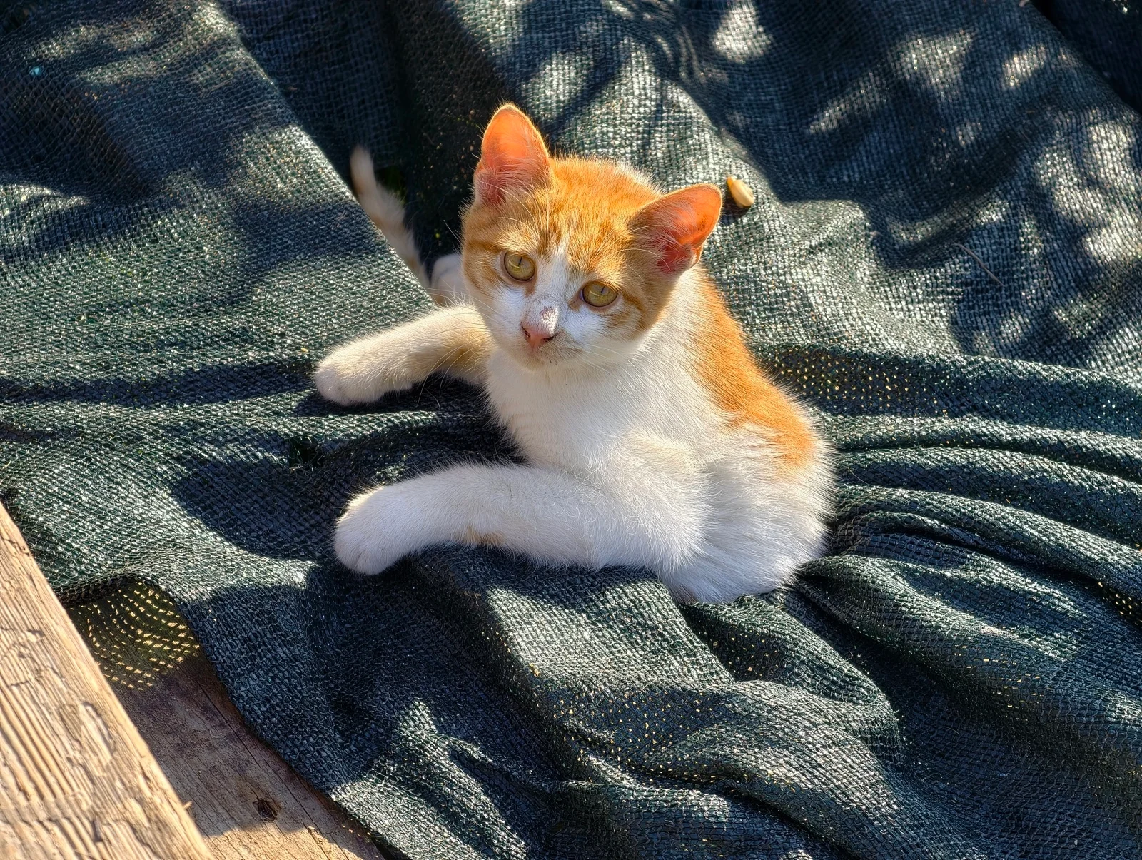 Vivo X300 Pro против Oppo Find X9 Pro : два исключительных камерофона! картинка Oppo Find X9 Pro против Vivo X300 Pro