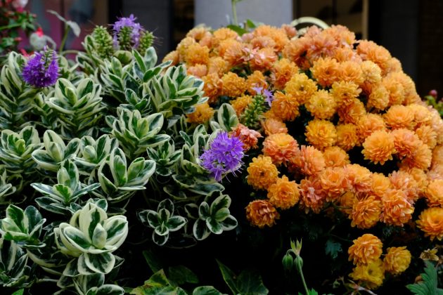 Fujifilm X-T30 III: ретро-камера для семьи с новым мозгом, но старым сердцем