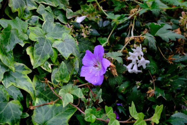 Fujifilm X-T30 III: ретро-камера для семьи с новым мозгом, но старым сердцем