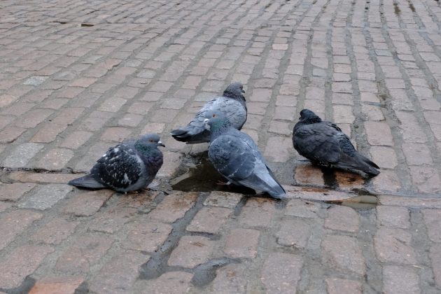 Fujifilm X-T30 III: ретро-камера для семьи с новым мозгом, но старым сердцем