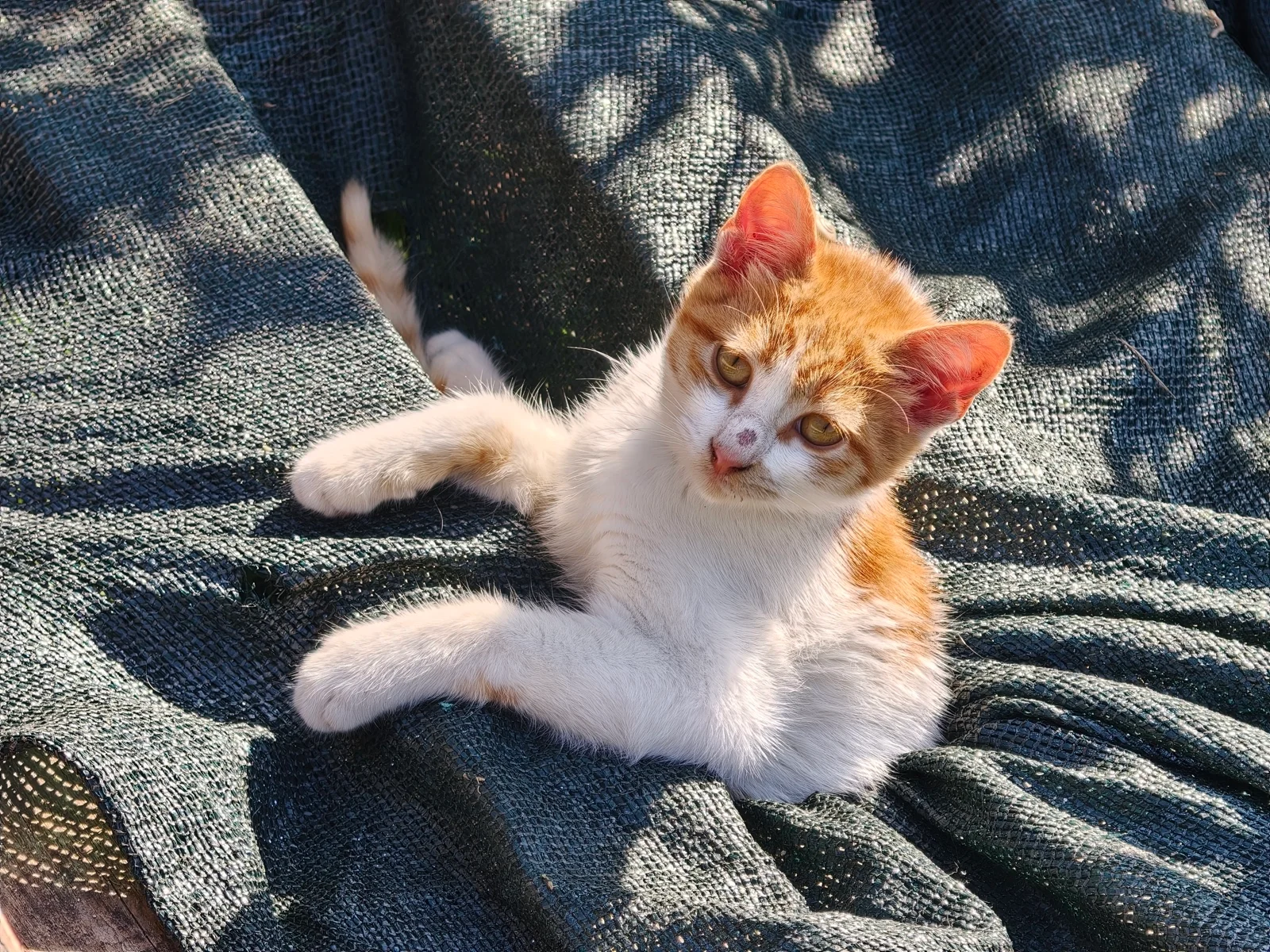 Vivo X300 Pro против Oppo Find X9 Pro : два исключительных камерофона! картинка Oppo Find X9 Pro против Vivo X300 Pro