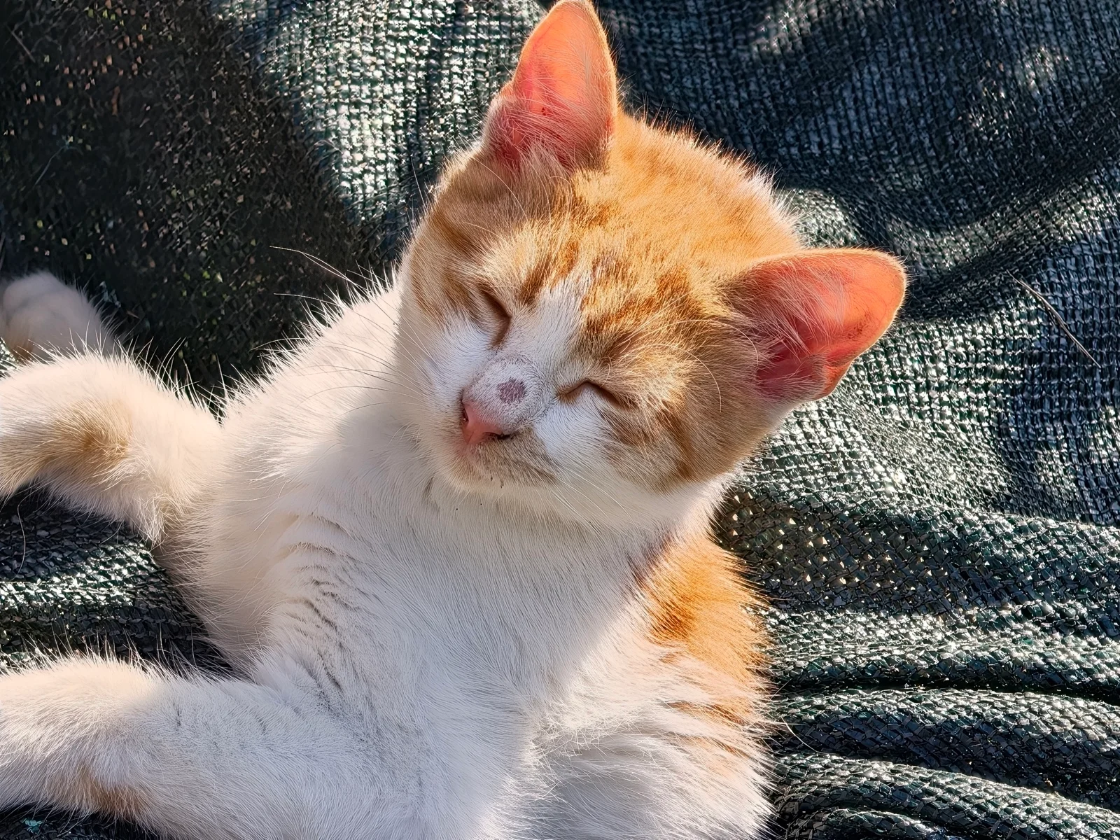 Vivo X300 Pro против Oppo Find X9 Pro : два исключительных камерофона! картинка Oppo Find X9 Pro против Vivo X300 Pro