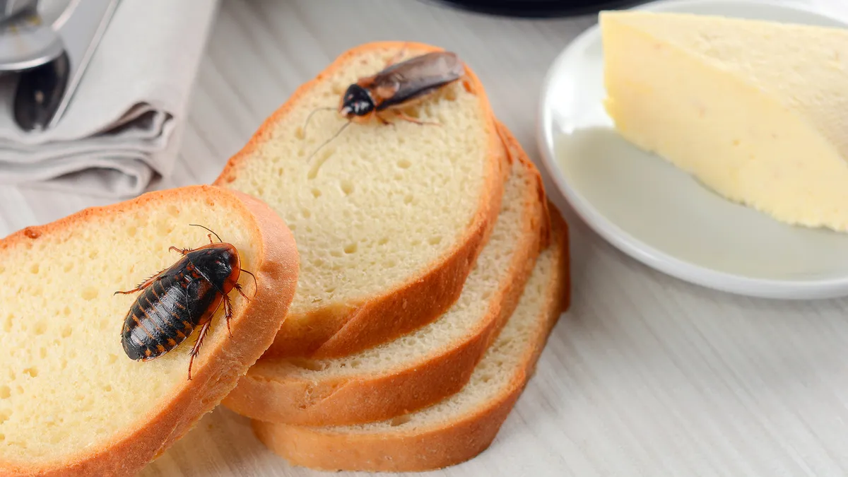 Тараканы придут, если забыть Joseph Joseph Totem Max и убрать этот грязный уголок на кухне