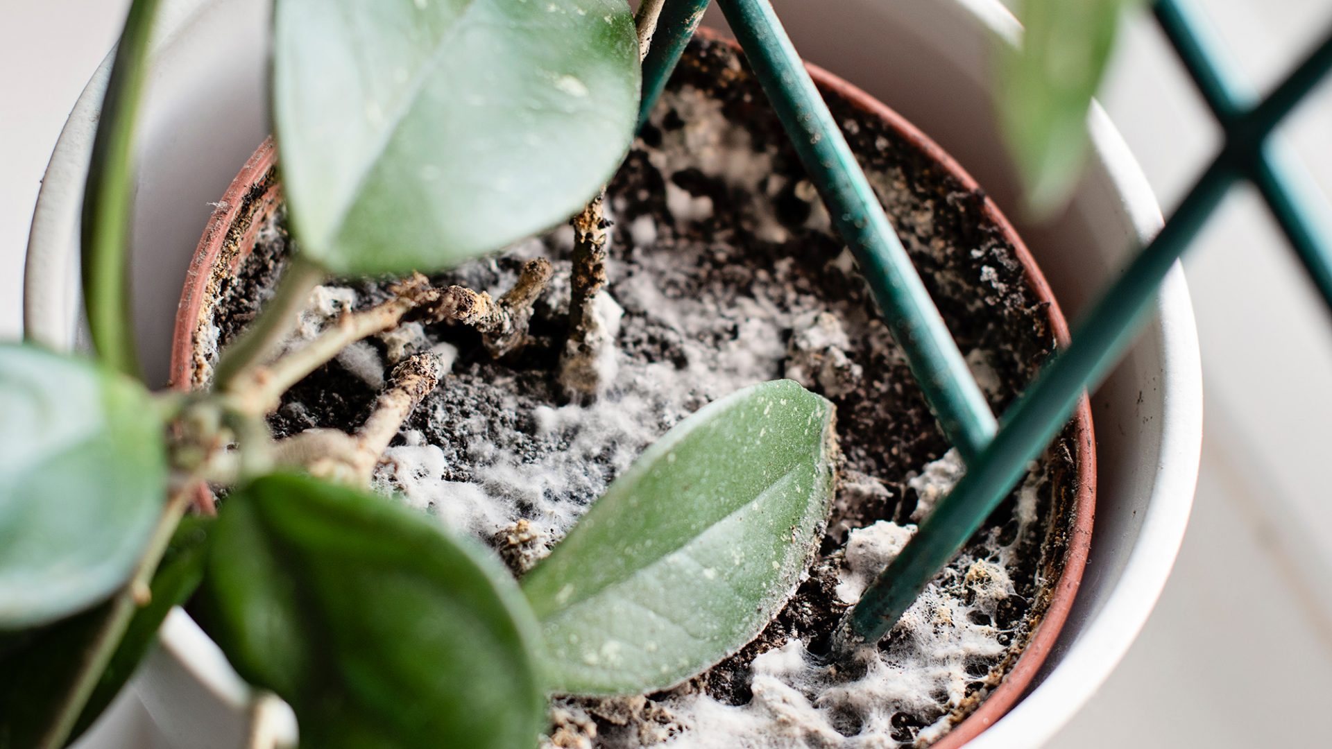 Ошибка, которая губит растения: белый налет на почве и как с ним бороться