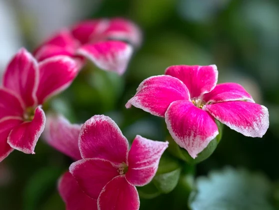 Oppo Find X9 Pro против Vivo X300 Pro