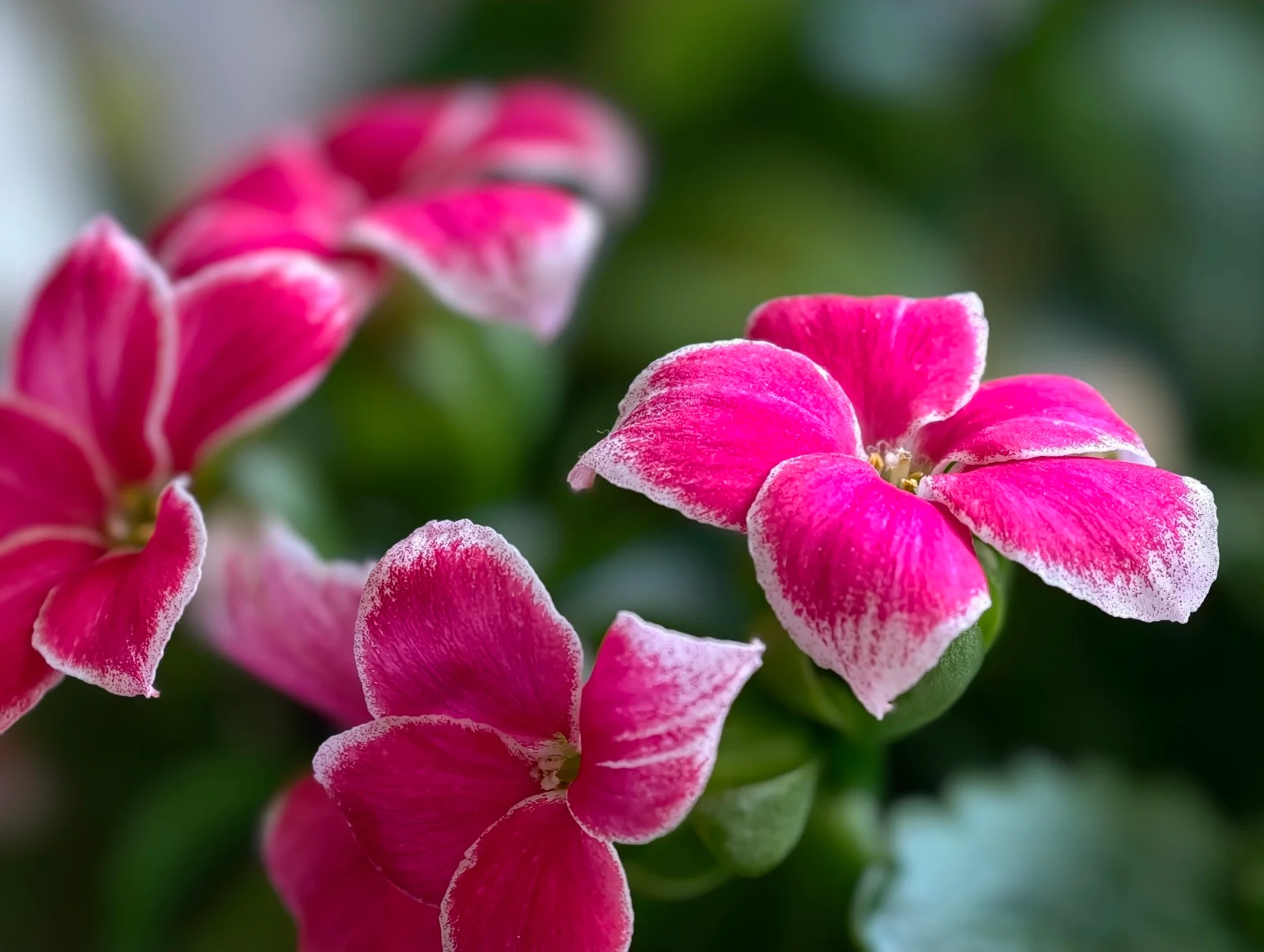 Vivo X300 Pro против Oppo Find X9 Pro : два исключительных камерофона! картинка Oppo Find X9 Pro против Vivo X300 Pro