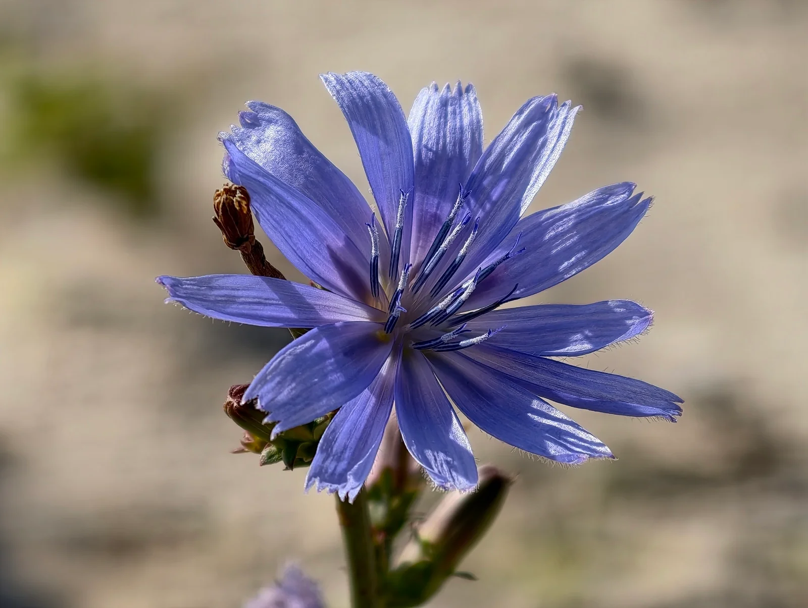 Vivo X300 Pro против Oppo Find X9 Pro : два исключительных камерофона! картинка Oppo Find X9 Pro против Vivo X300 Pro