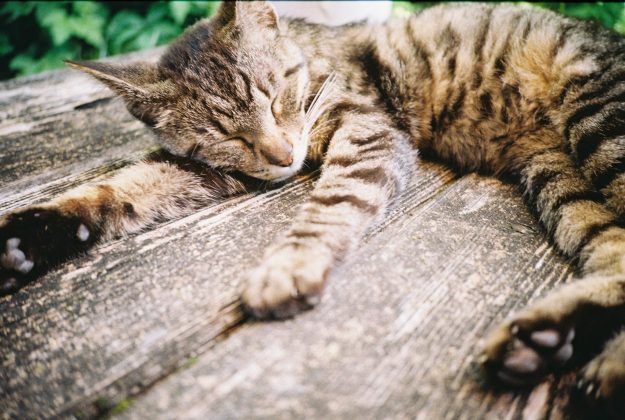 Pentax 17, подвинься. Lomography выпустила пленочную камеру, которой все завидуют