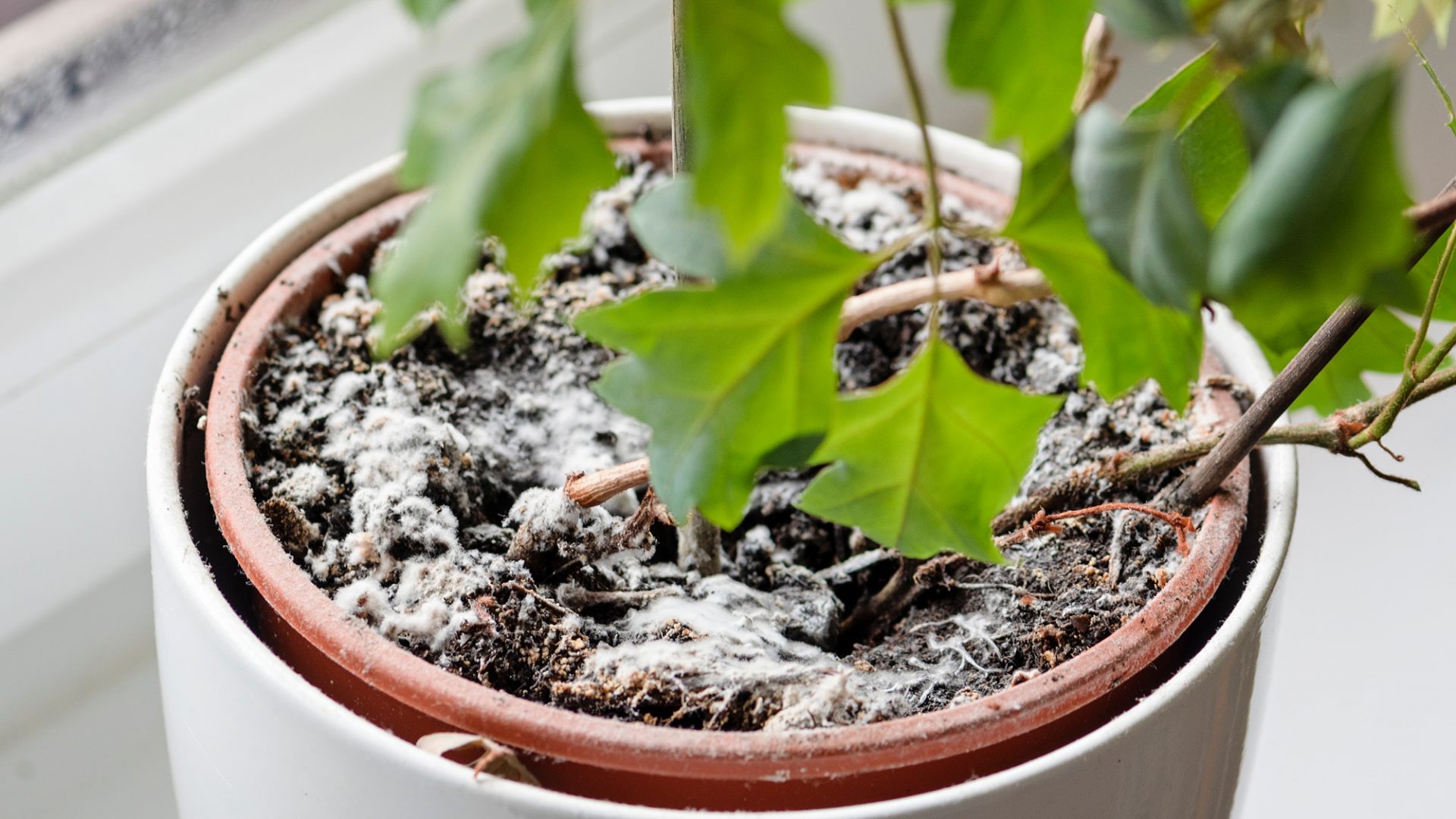 Ошибка, которая губит растения: белый налет на почве и как с ним бороться
