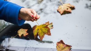 Роковая ошибка водителя: почему нельзя оставлять листья на машине