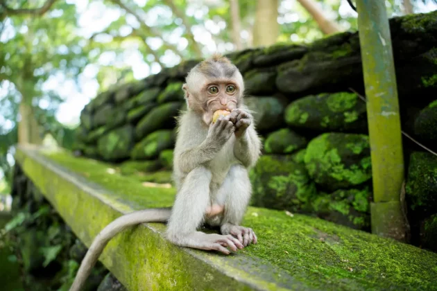 Tamron 25–200 мм