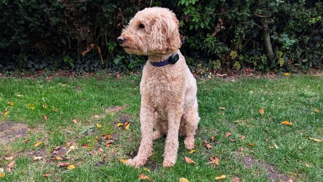 Трекер Life360 поможет найти питомца в любое время1 Трекер Life360 поможет найти питомца в любое время